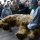 Harvard scientists may soon start cloning woolly mammoths